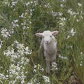 lambkin