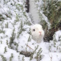 bunnykin