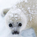 sealkin