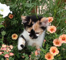 calico catkin