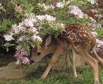 deerkin