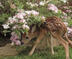 deerkin